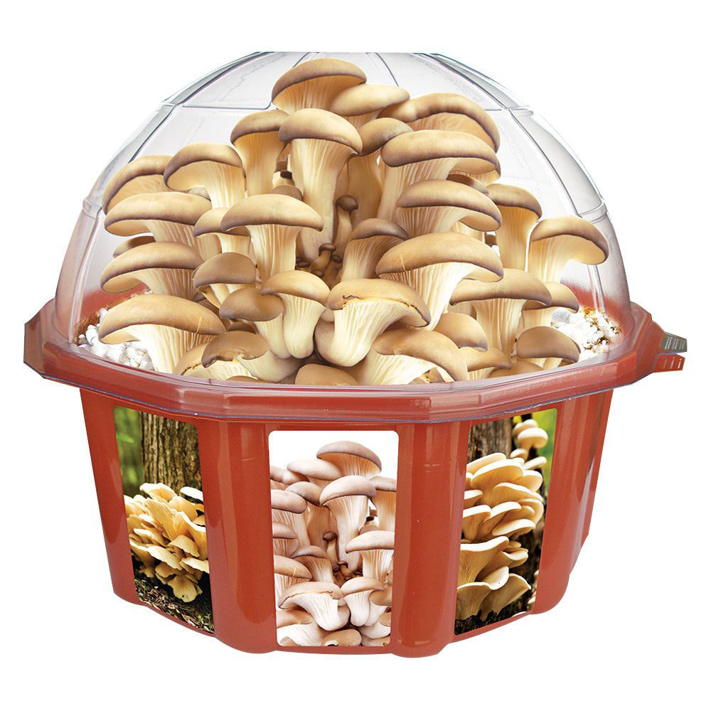 Grow Your Own Oyster Mushrooms