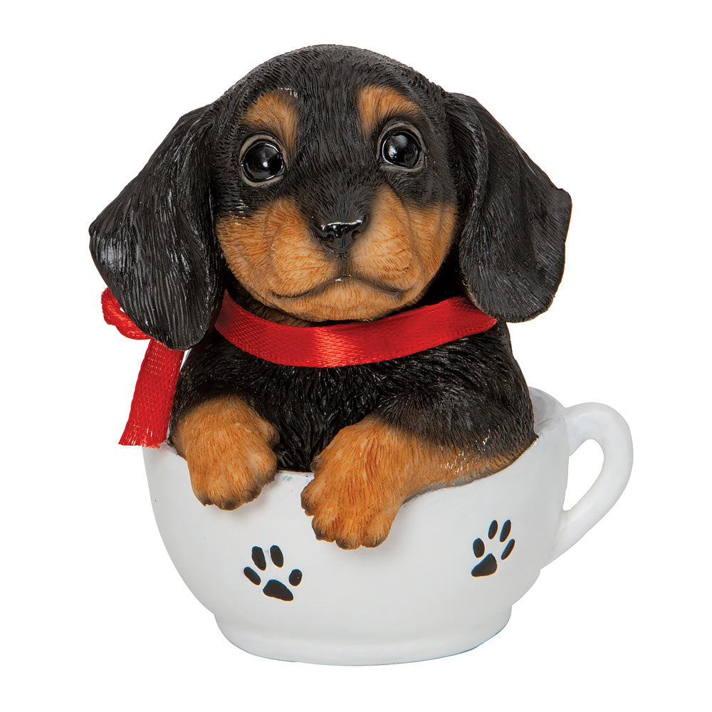 Dachshund Teacup Puppy